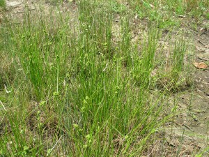 Knob Sedge plants