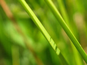 Stems of Tall Sedge