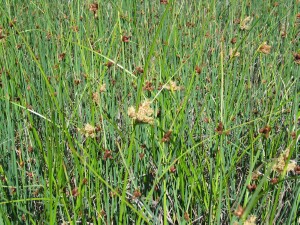 Mixed stand of Sharp Club-rush and Caldwell's Club-rush 
(paler flower-heads)