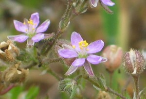 Short stem Sand-spurrey - flowers