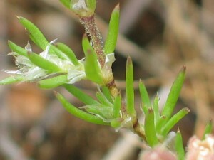 Short stem Sand-spurrey - leaves