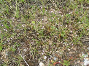 Short stem Sand-spurrey - plant