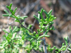 Leaves of Shrubby Twin-leaf