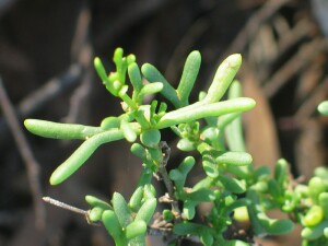 Leaves of Shrubby Twin-leaf