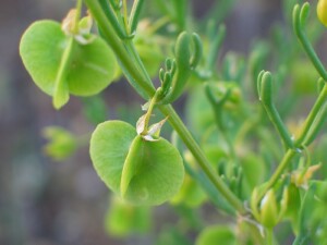 Young fruit of Shrubby Twin-leaf