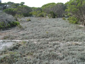 Silky wilsonia - mat