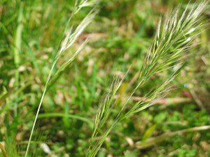 Flower-head of Squirrel-tail Fescue