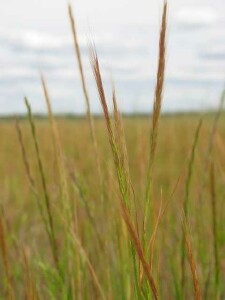 Mature flowerhead of Rat's-tail Fescue