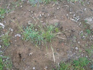 Rat's-tail Fescue plant