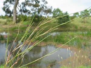Slender Barb-grass - plant
