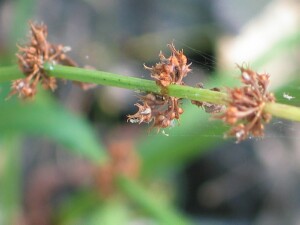 Ripe fruit clusters of Slender Dock
