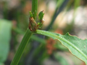 Leaf and stem junction of Slender Dock