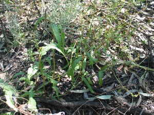 Slender Dock plant