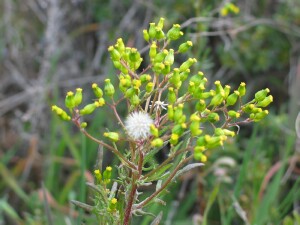 Inflorescence of Slender Groundsel