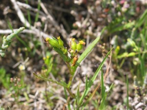 Leaves and flowers of Slender Groundsel