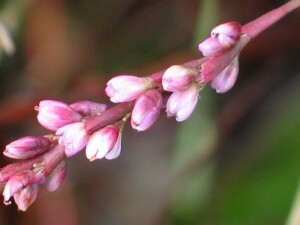 Flowers of Slender Knotweed