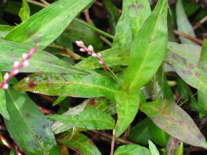 Developing flower spiike of Slender Knotweed