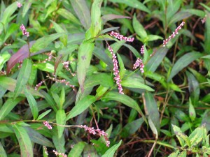 Leaves and flower spikes of Slender Knotweed