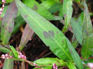 Older leaves of Slender Knotweed
