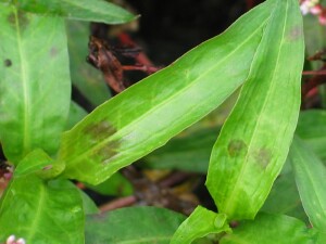 Young leaves of Slender Knotweed