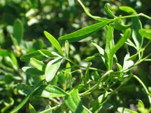 Small-leaved Clematis leaves
