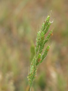 Soft Brome plants