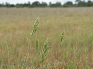 Soft Brome plants