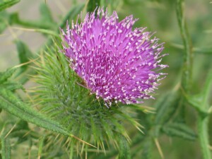 Spear Thistle flowerhead