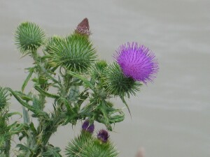 Spear Thistle flowerheads
