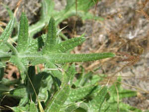 Spear Thistle leaves