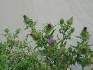 Spear Thistle plant