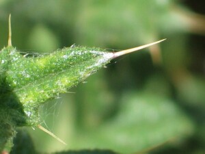 Spined-tipped leaf of Spear Thistle