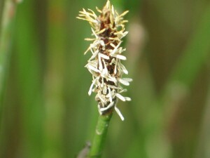 Spike of Common Spike-rush showing anthers