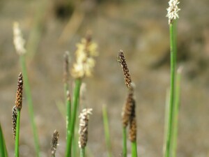 Spikes of Common Spike-rush