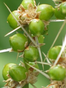 Spiny-head Mat-rush fruit1