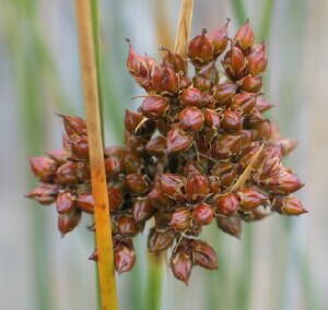 Ripening capsules of Spiny Rush