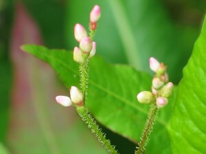 Flower-head of Spotted Knotweed
