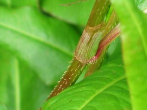 Stem and leaf junction of Spotted Knotweed