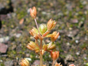 Flower-heads of Spreading Crassula