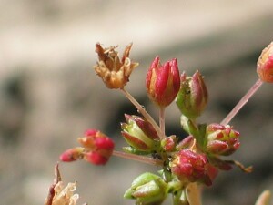 Flowers at various stages for Spreading Crassula
