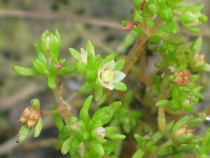 Spreading Crassula flowers