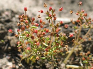 Plants of Spreading Crassula