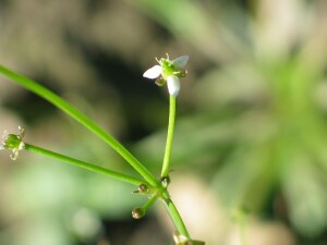 Star Fruit flower