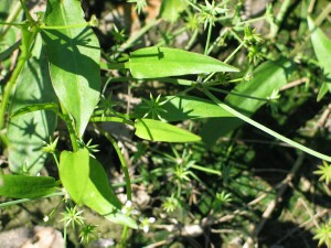Leaves and fruit of Star Fruit