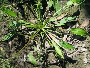 Star Fruit plant