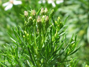 Buds and leaves of Sticky Daisy-bush
