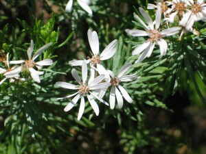 Sticky Daisy-bush flowers