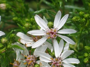 Sticky Daisy-bush flowers