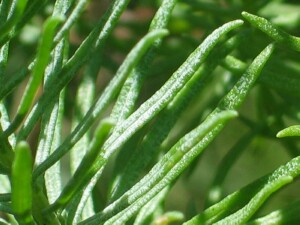 Leaves of Sticky Daisy-bush