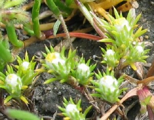 Stiff-cupped flower plant